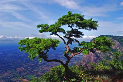 Nelliyampathy- a part of the Sahyadri ranges in the Western Ghats. ~ Kerala Green Beauty