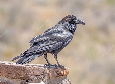 Common Raven - Stock Image - C040/1721 - Science Photo Library