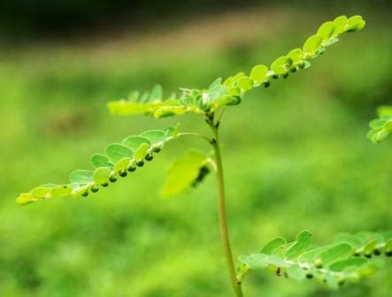 Bhumyamalaki: Phyllanthus niruri Uses, Research, Remedies, Side Effects