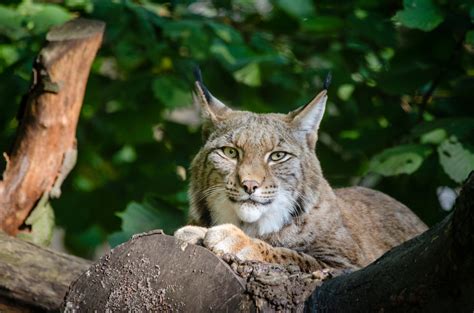 Lynx, Wildlife Free Stock Photo - Public Domain Pictures