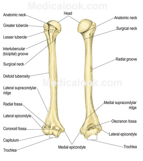 humerus diagram labeled - Yarnal