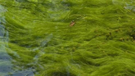 How to Control String Algae in Pond