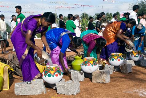 Photo Gallery: 12 Pongal Festival Pictures in Tamil Nadu