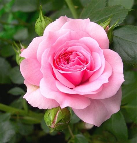 Inspirasi 31+ Bunga Rose