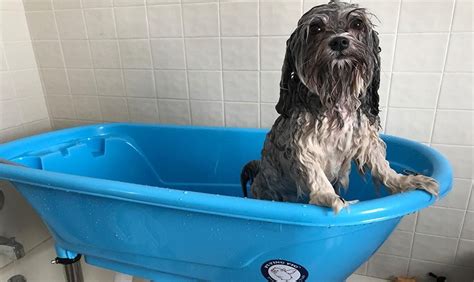 The Best Dog Bathtubs – The Pet Grooming