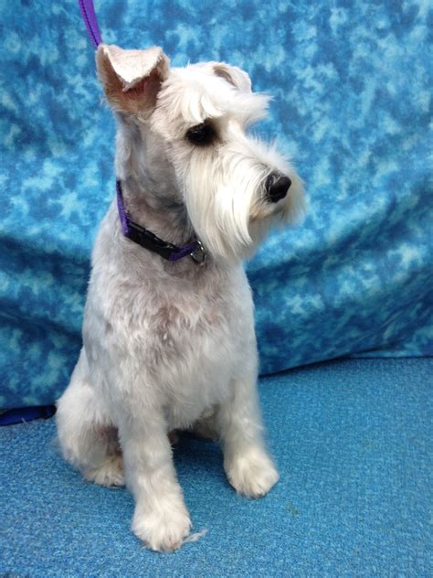 Are Schnauzers A Type Of Terrier