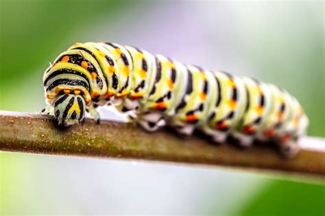 Premium Photo | Papilio machaon caterpillar