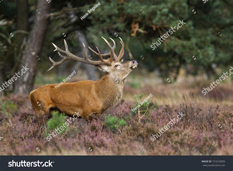 Red Deer Stag Bellowing Rutting Season Stock Photo (Edit Now) 731818999