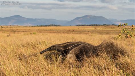 Giant Anteater - Kester Clarke Wildlife Photography