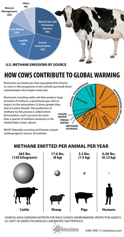 How Much Methane Gas Do Cows Produce - All About Cow Photos