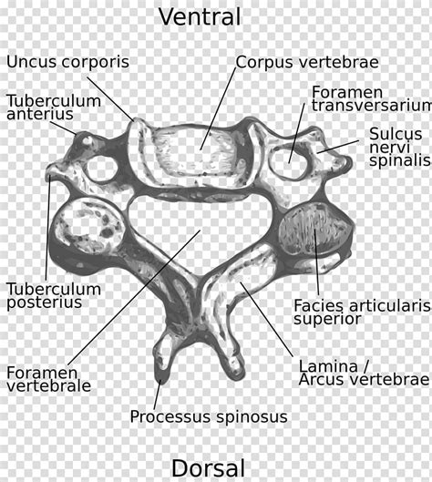 Cervical Vertebrae Transverse Foramen