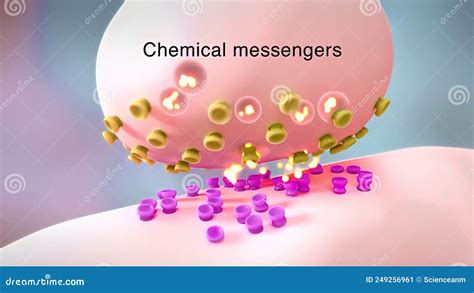 Neurotransmitters are Chemical Messengers in the Body Stock Illustration - Illustration of ...