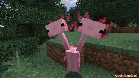 How To Train An Axolotl In Minecraft – MudFooted