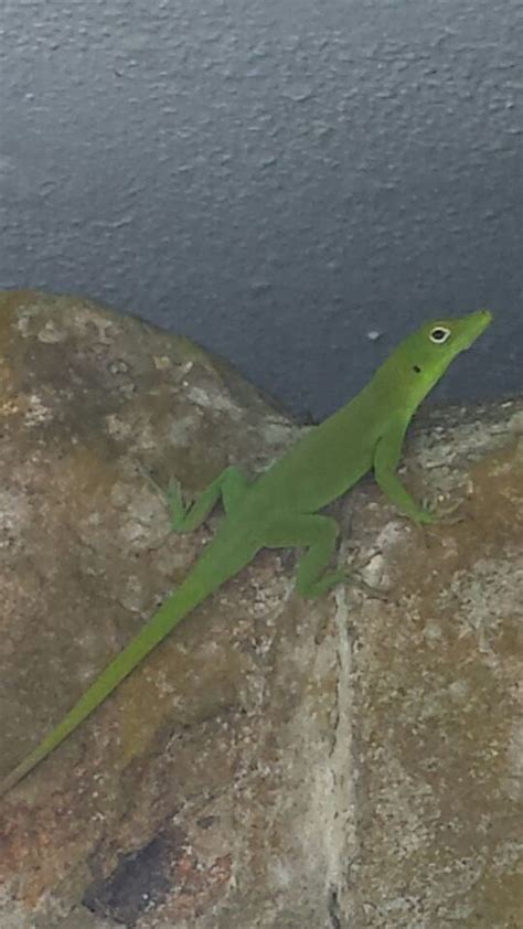 yunque | Animals, Lizard, Wild