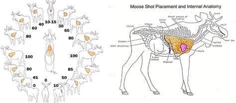 VT Moose Hunter Guide | Vermont Fish & Wildlife Department