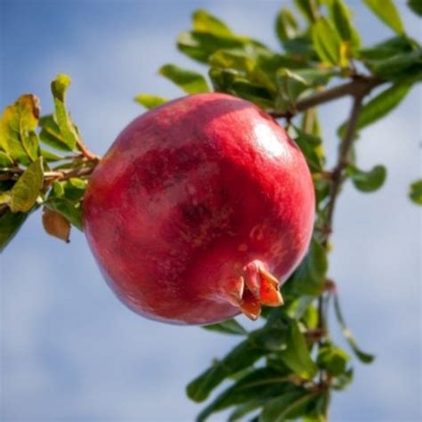 Pomegranate Tree Parfianka Pomegranate Live Trees Punica - Etsy