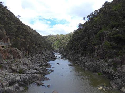 Cataract Gorge, Feb 2021 – Bird Spots