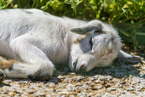 Sleeping baby goat | One of the two goat babies you saw befo… | Flickr