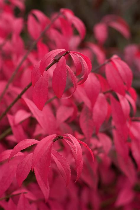 Unforgettable Fire® - Burning Bush - Euonymus alatus | Proven Winners