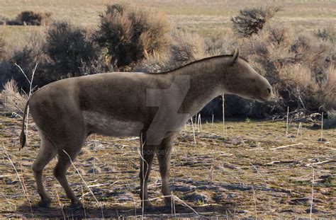 Hyracodon-nebraskensis by Leogon on DeviantArt