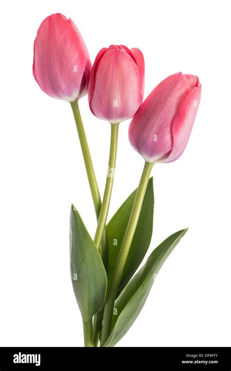 Pink tulips flowers isolated on white background Stock Photo - Alamy