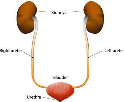 Reference and Further Reading | Role of the Nephron in Excretion