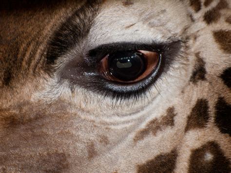 Giraffe Eye | Close-up of the eye of a giraffe at Marwell Zo… | Flickr