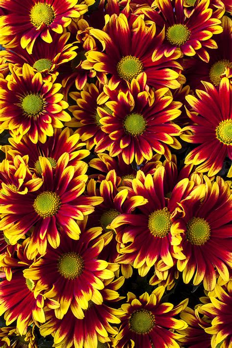 Red yellow daisies Photograph by Garry Gay - Fine Art America