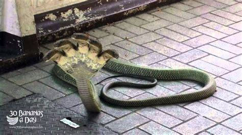 5 Headed Cobra Found In Thailand - YouTube