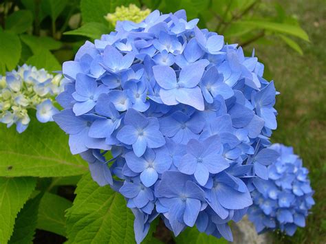 Some of My Blue Flower Pictures | Hydrangeas Blue