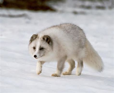 MrOgren - Animal Adaptations (Arctic Tundra)