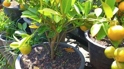 How to Grow Kumquats (Plant care and Harvesting) – BiblioFrutas