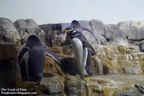 Central Park Zoo - Penguins & Seabirds | The Track of Time