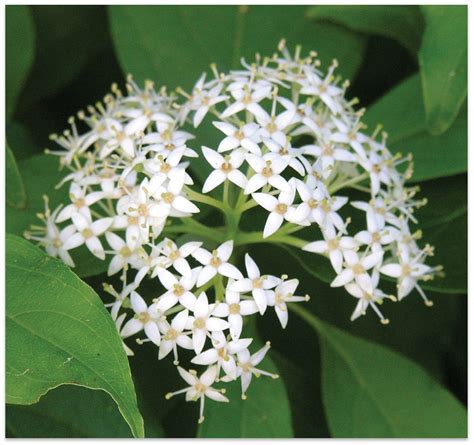 Gray Dogwood (Cornus racemosa) : Branch out with this blooming shrub ...