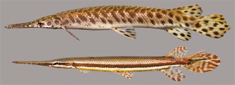 Spotted Gar – Discover Fishes