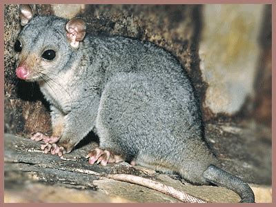 Types of Possums found in Australia