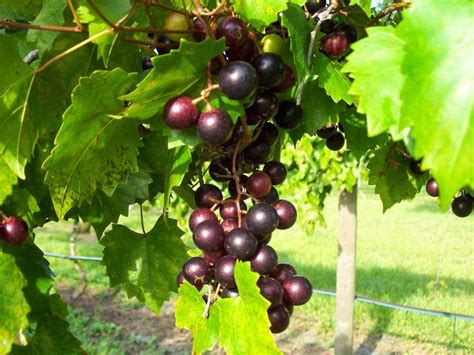 The Wine Cave: The “Muscadine Grape”….100% American!