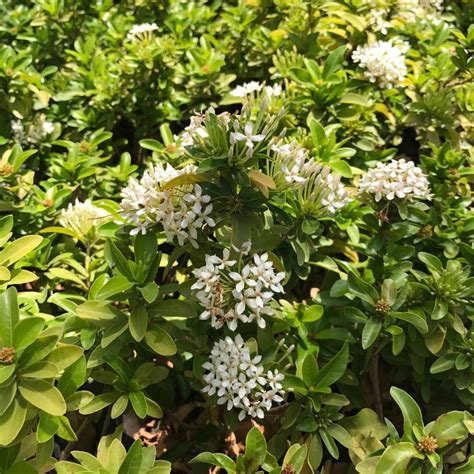 Dwarf White Ixora - myBageecha