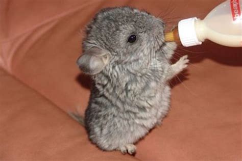 Baby Chinchilla: Care, Needs, Size, And Pictures