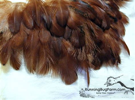 Cruelty Free Real Bird Feathers for Crafts | Natural Loose Rhode Island Red Hen Chicken Plumes ...