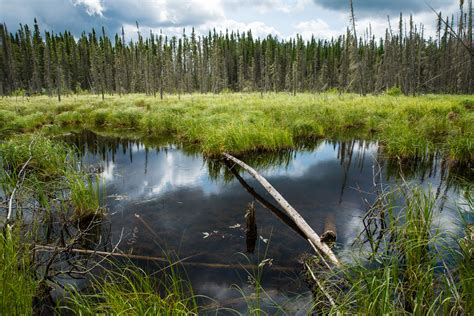 a small pond surrounded by tall grass and trees with clouds in the sky above it