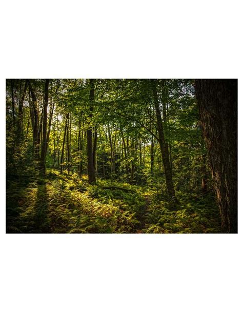 Tanbark Trail, Allegheny National Forest Photo (Digital Download) — Allegheny Outfitters