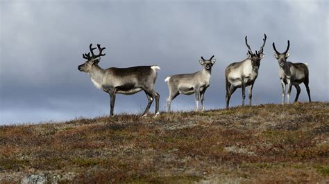 Länsstyrelsen ingriper inte när markägare vill bli av med renar - P4 Jämtland | Sveriges Radio