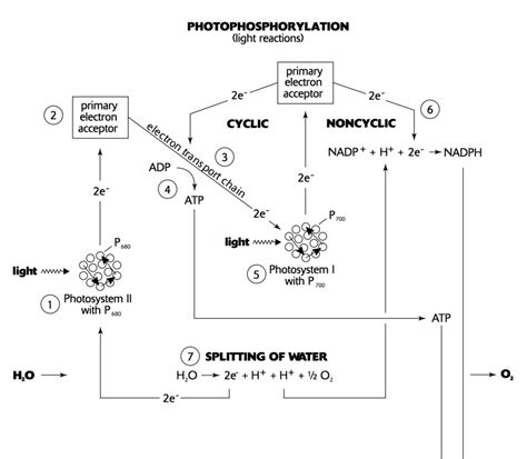 Cyclic Photophosphorylation Diagram | Quizlet