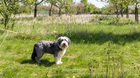 Dog walking at Lyveden │ Northamptonshire | National Trust