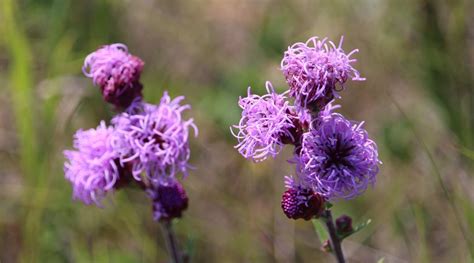 9 Varieties of Blazing Star for Your Native Garden