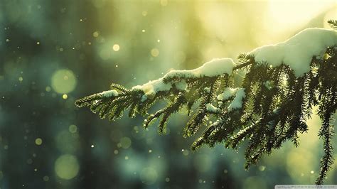 Evergreen Wallpapers - Top Free Evergreen Backgrounds - WallpaperAccess