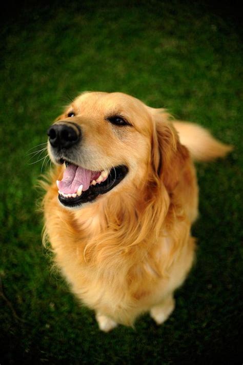 Pin by Dog Lovers on Golden Retriever | Golden retriever, Cute animals, Smiling dogs