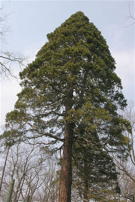 Giant Sequoia Tree Pictures, Information on the Giant Sequoia Tree Species