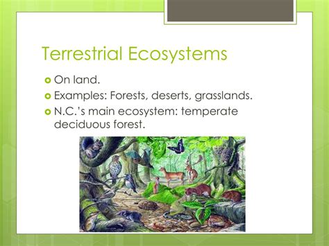 PPT - Ecosystems PowerPoint Presentation, free download - ID:2277744